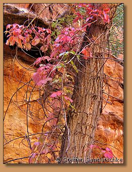 Sandstein - Grand Staircase