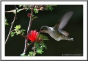 Anna's Hummingbird