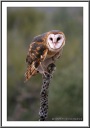 Barn Owl