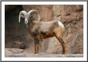 Bighorn Sheep