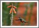 Broad-tailed Hummingbird (2)
