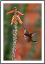 Broad-tailed Hummingbird