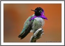 Costa's Hummingbird