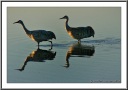 A cranes couple