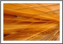 Fins on a Sandstone Wall