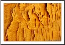 Golden Fins