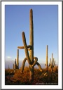 Octopus Saguaro