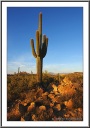 Saguaro in Golden Light