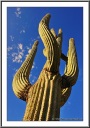 Saguaro