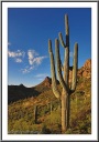 Saguaro Cactus