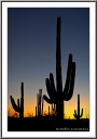 Saguaro N.P. Sunset