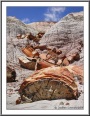 Badlands & Fossils