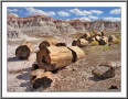 Fossils in Blue Mesa Badlands