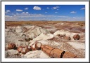Petrified Logs