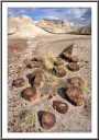 Slices of Petrified Wood