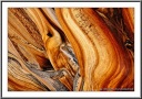 Bristlecone Pine Wood