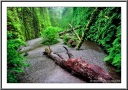fern-canyon