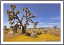 Joshua Tree and Wildflowers