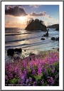 lupines-at-the-beach