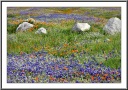 Poppies and Lupines