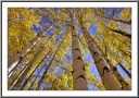 Aspen Glow