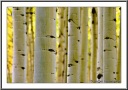 Aspen Jungle