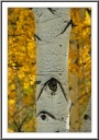 Aspen Tree