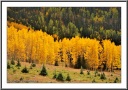 Burning Trees