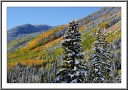 Foliage and Snow