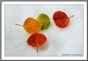 Just Colors