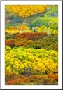 Magic Forest