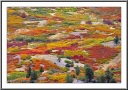 Tundra Carpet