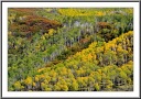 Vivid Colors