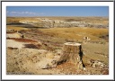 Petrified Stump