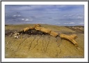 Giant Petrified Root