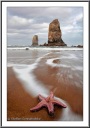 Solitary Sea Star