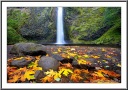 Foliage Fall