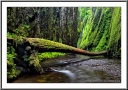 The Gorge Bridge