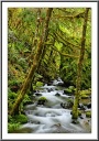 Mossy Creek