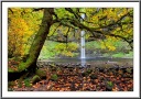 Silver Falls Foliage